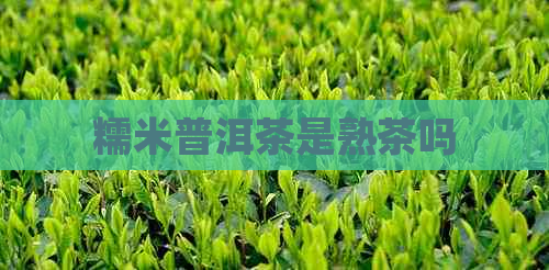 糯米普洱茶是熟茶吗