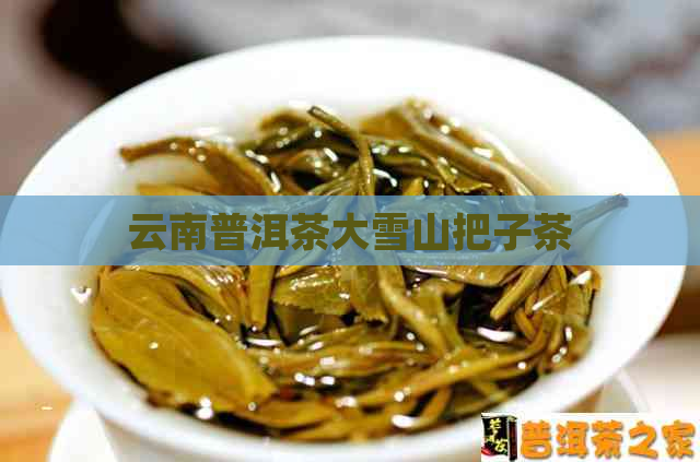 云南普洱茶大雪山把子茶