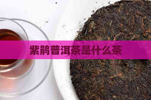 紫鹃普洱茶是什么茶