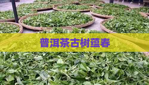 普洱茶古树蕴春