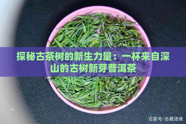 探秘古茶树的新生力量：一杯来自深山的古树新芽普洱茶