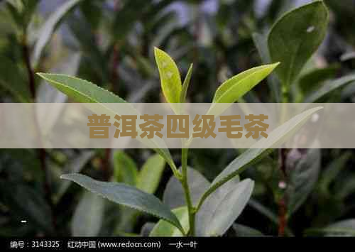 普洱茶四级毛茶