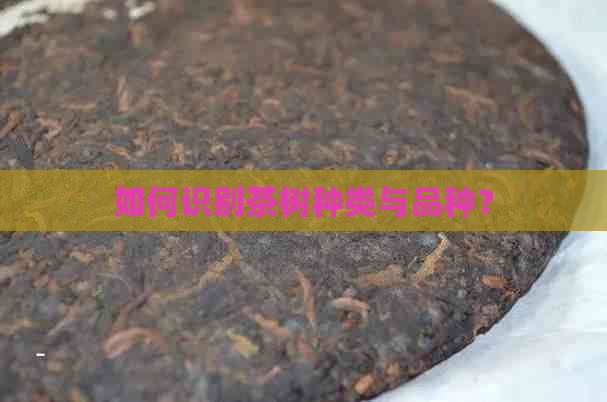 如何识别茶树种类与品种？