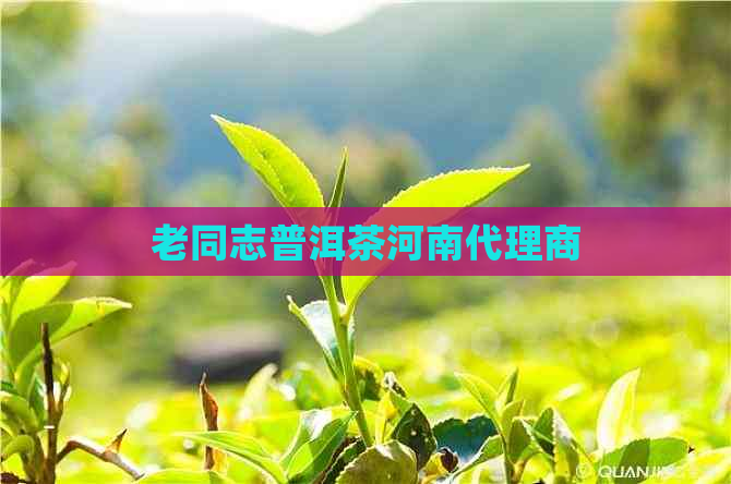 老同志普洱茶河南代理商