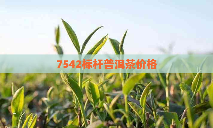 7542标杆普洱茶价格