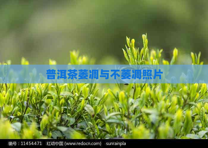 普洱茶萎凋与不萎凋照片