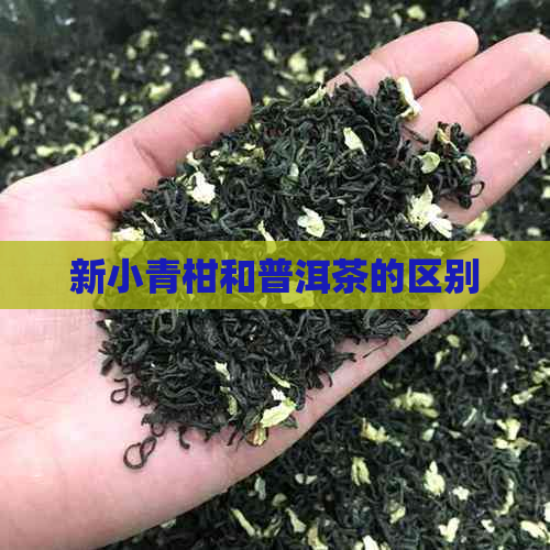 新小青柑和普洱茶的区别