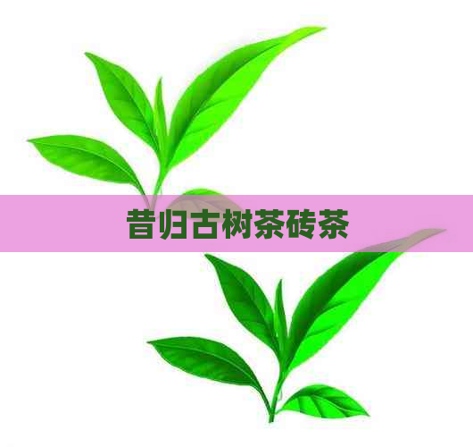 昔归古树茶砖茶