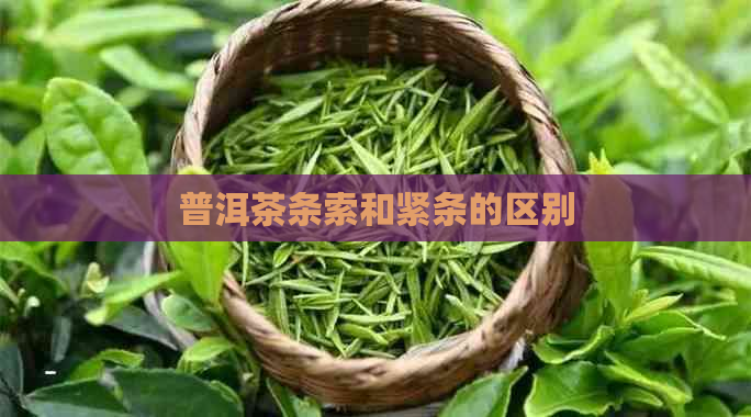 普洱茶条索和紧条的区别