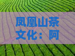 凤凰山茶文化：阿里传统夫茶与潮州功夫茶的融合之旅