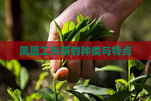 凤凰工夫茶的种类与特点