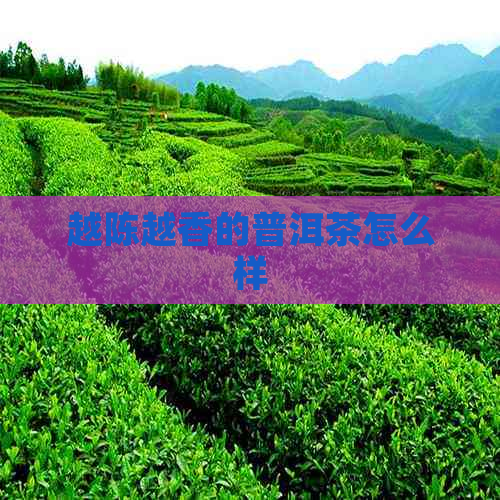 越陈越香的普洱茶怎么样