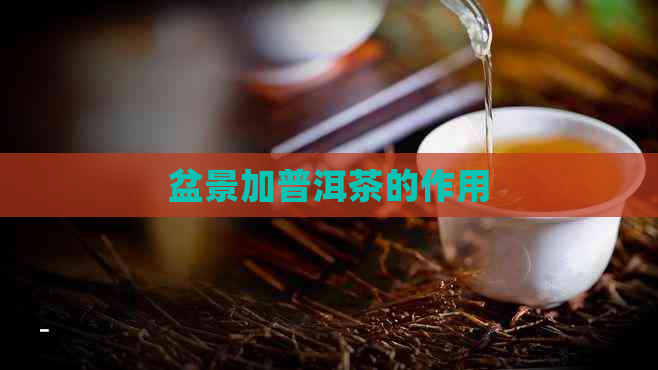 盆景加普洱茶的作用