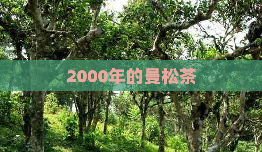 2000年的曼松茶