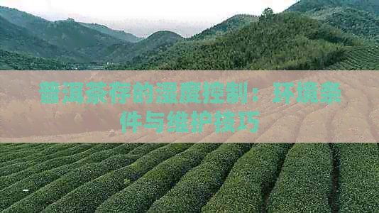 普洱茶存的湿度控制：环境条件与维护技巧