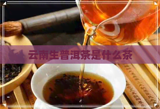 云南生普洱茶是什么茶