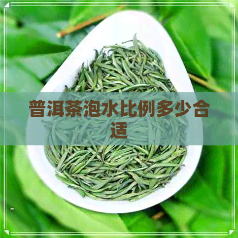 普洱茶泡水比例多少合适