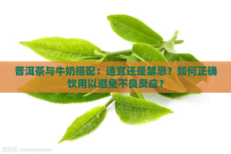 普洱茶与牛奶搭配：适宜还是禁忌？如何正确饮用以避免不良反应？