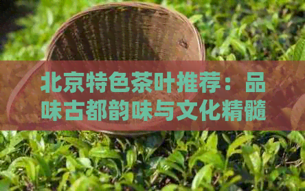 北京特色茶叶推荐：品味古都韵味与文化精髓