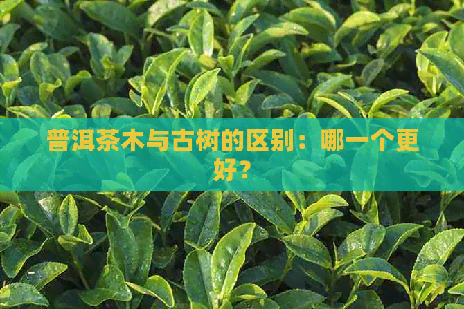 普洱茶木与古树的区别：哪一个更好？