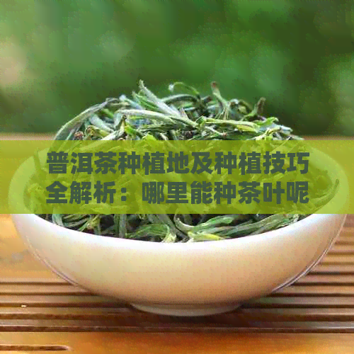 普洱茶种植地及种植技巧全解析：哪里能种茶叶呢？