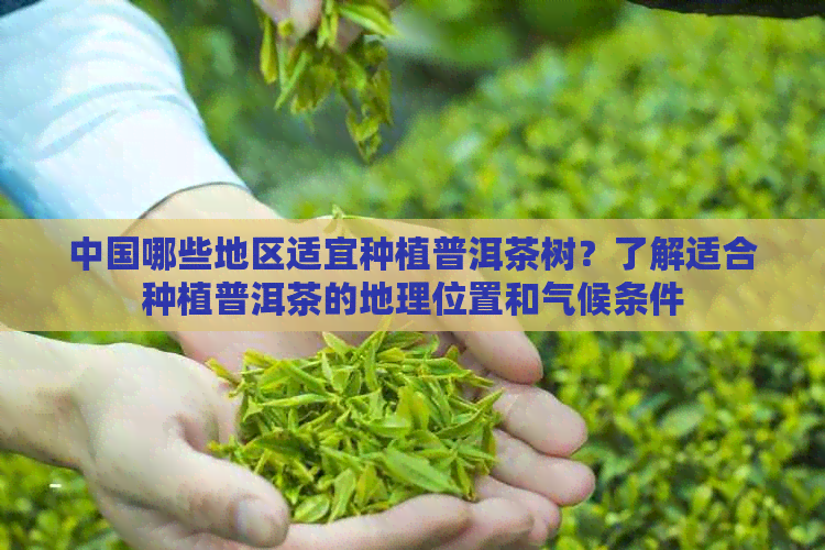 中国哪些地区适宜种植普洱茶树？了解适合种植普洱茶的地理位置和气候条件