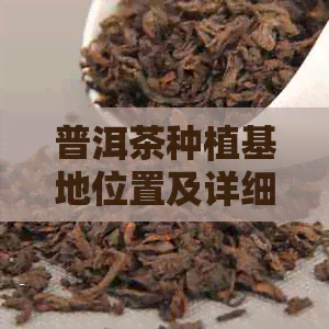 普洱茶种植基地位置及详细信息