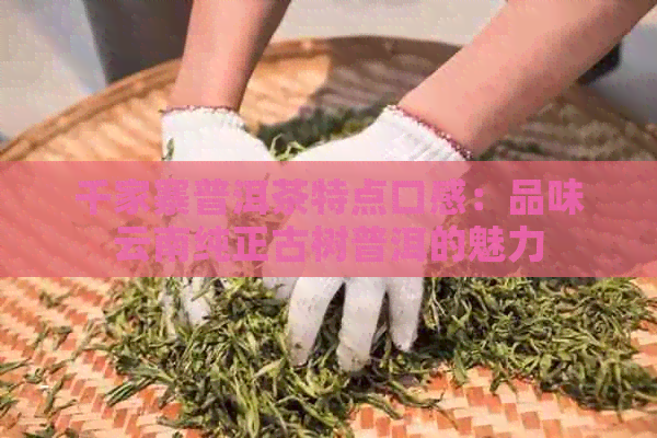 千家寨普洱茶特点口感：品味云南纯正古树普洱的魅力