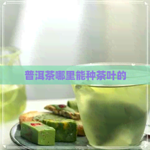 普洱茶哪里能种茶叶的