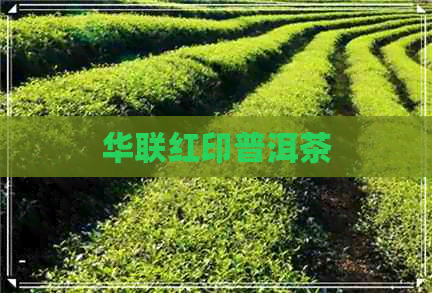 华联红印普洱茶