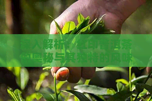 深入解析：红印普洱茶的奥秘与其独特的风味