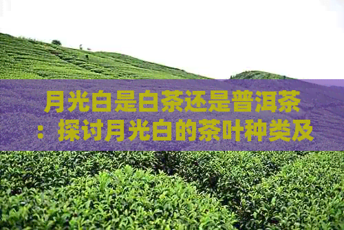 月光白是白茶还是普洱茶：探讨月光白的茶叶种类及其特点