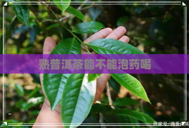 熟普洱茶能不能泡药喝