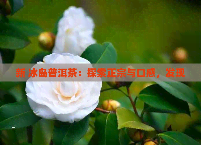 新 冰岛普洱茶：探索正宗与口感，发现