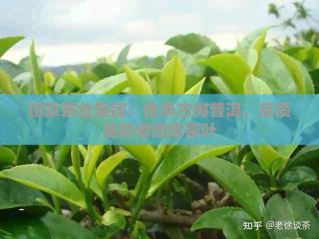 班章茶业集团：传承古树普洱，品质越的老班章茶叶