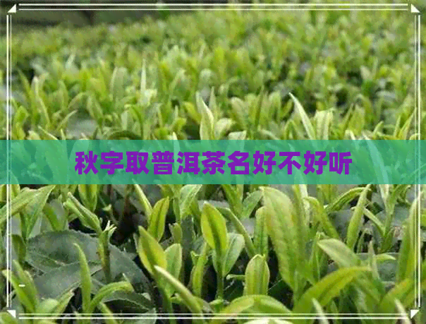 秋字取普洱茶名好不好听