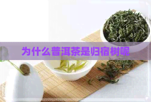 为什么普洱茶是归宿树呢