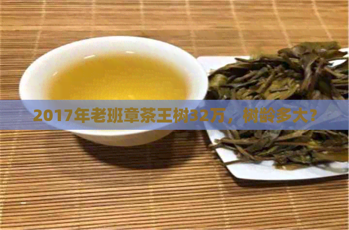 2017年老班章茶王树32万，树龄多大？