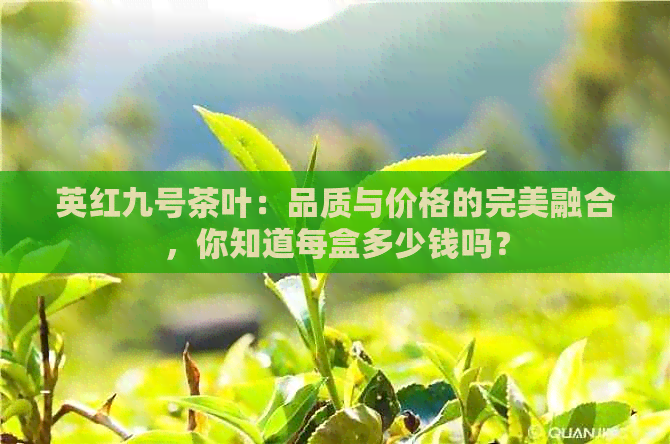 英红九号茶叶：品质与价格的完美融合，你知道每盒多少钱吗？