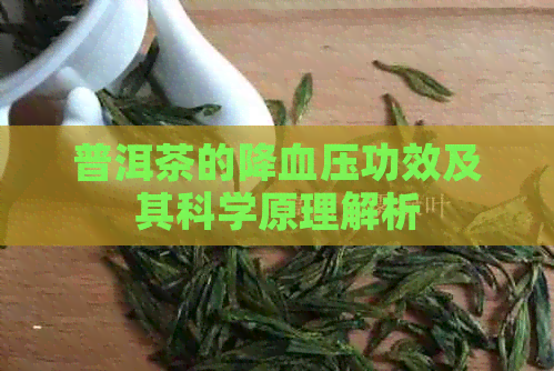 普洱茶的降血压功效及其科学原理解析