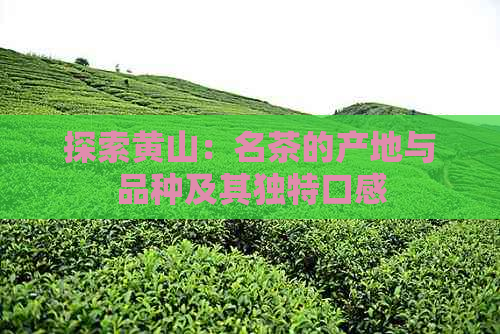 探索黄山：名茶的产地与品种及其独特口感