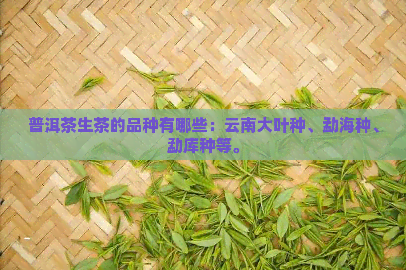 普洱茶生茶的品种有哪些：云南大叶种、勐海种、勐库种等。