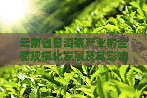 云南省普洱茶产业的全面规模化发展及其影响分析