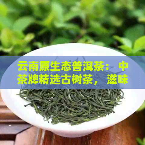 云南原生态普洱茶： 中茶牌精选古树茶， 滋味醇厚，韵味悠长