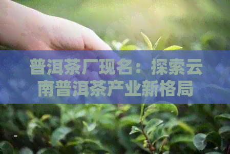 普洱茶厂现名：探索云南普洱茶产业新格局