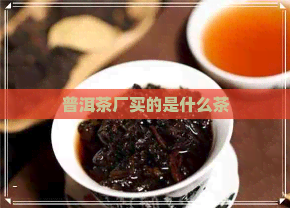 普洱茶厂买的是什么茶