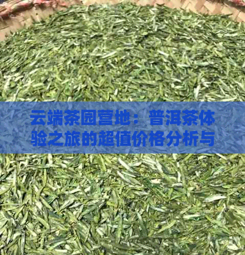 云端茶园营地：普洱茶体验之旅的超值价格分析与优信息