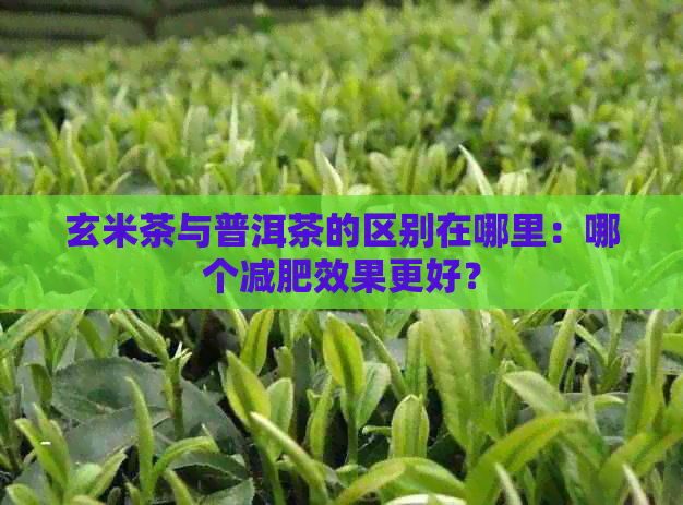 玄米茶与普洱茶的区别在哪里：哪个减肥效果更好？