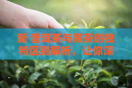 新 普洱茶与黑茶的独特区别解析，让你深入了解两种茶叶的奥秘