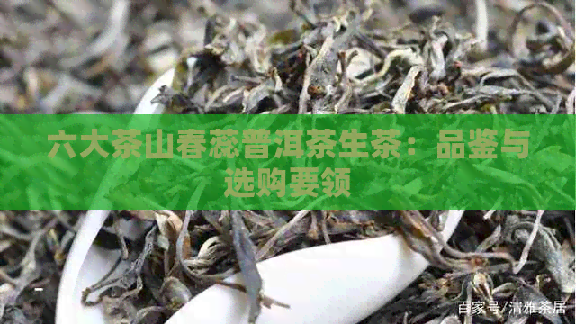 六大茶山春蕊普洱茶生茶：品鉴与选购要领